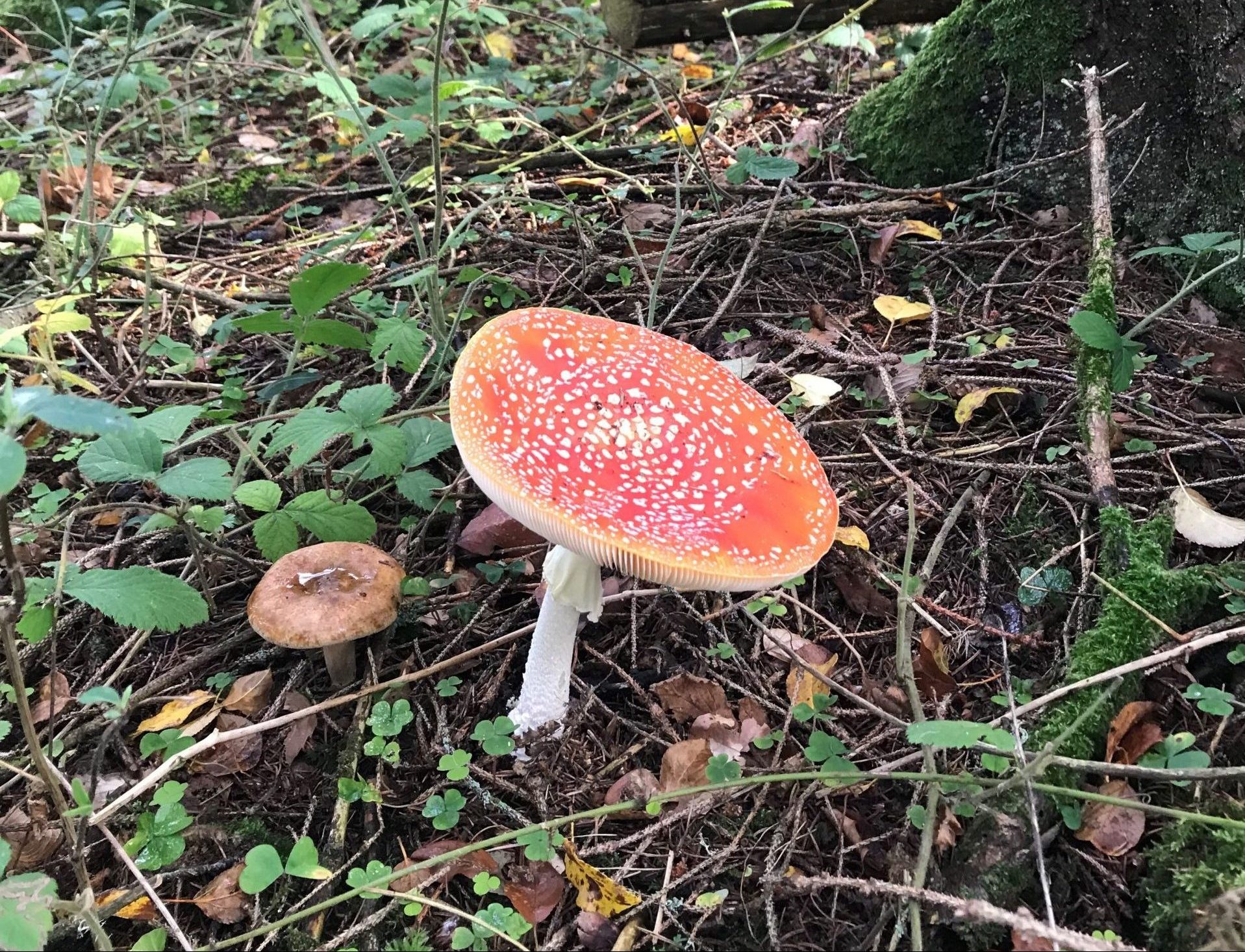 Fly Agaric, the ultimate fairy-tale mushroom